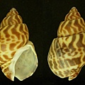 台灣鳳螺 