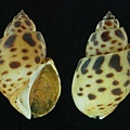 婆羅洲鳳螺