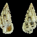 白斑蟹守螺 