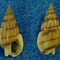 褐帶織紋螺 