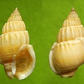 中華織紋螺 