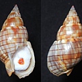 金絲織紋螺 