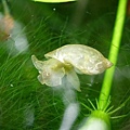 台灣椎實螺 