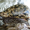 黑星寶螺幼貝活體照 