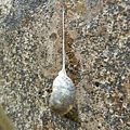 玉黍螺  (蜘蛛螺)