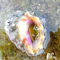 玫瑰岩螺 