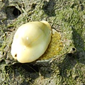 黃寶螺護卵 