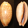 斑馬寶螺 