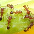 螞蟻 
