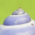 侏儒紫螺