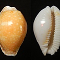 蛋黃寶螺
