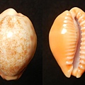 扁中華寶螺