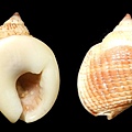 白螯織紋螺