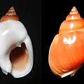 花冠織紋螺