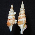 褐色麻斑捲管螺 (碎點捲管螺)