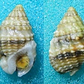 果粒織紋螺