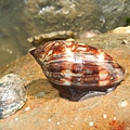 阿拉伯寶螺幼貝或龜甲