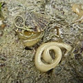 網紋松螺
