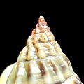 蟹螯織紋螺