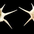 非洲鹈足螺 