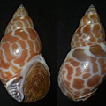 錫蘭鳳螺