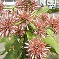 巴西鐵樹開花