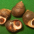 厚殼玉黍螺