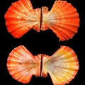 豔美海扇蛤