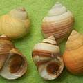 岩石玉黍螺