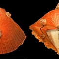光芒海菊蛤