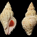 菲氏珊瑚螺                                                                s2753