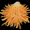 黃金海菊蛤       S2871