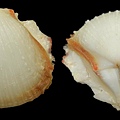 赤裸海菊蛤s2921