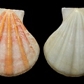  芬香海扇蛤                  s2974