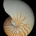 鸚鵡螺   