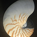 鸚鵡螺                  