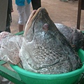 超大尾非洲鱸魚