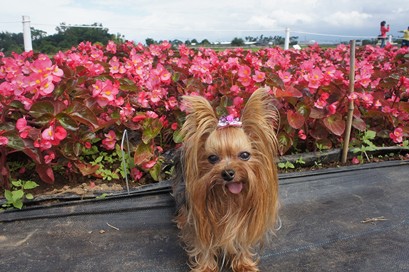 DSC07627 (複製).JPG