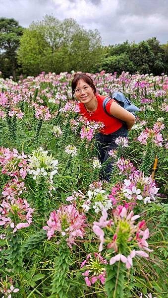 古亭河濱公園花海