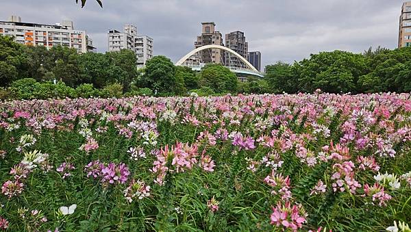 古亭河濱公園花海