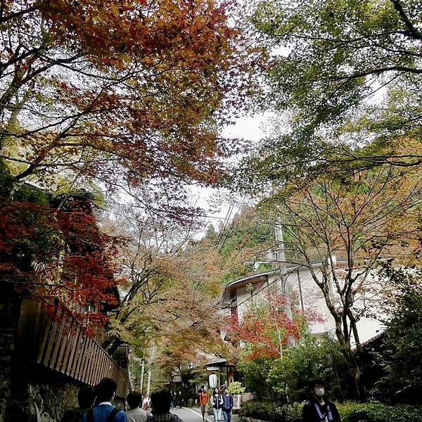 河和合神社(女人、女孩必拜，祈求美麗的神社)、下鴨神社、貴船神社g