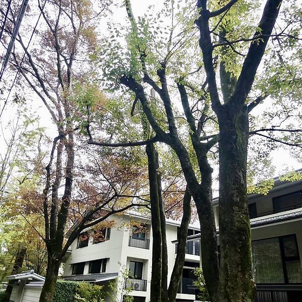 河和合神社(女人、女孩必拜，祈求美麗的神社)、下鴨神社、貴船神社