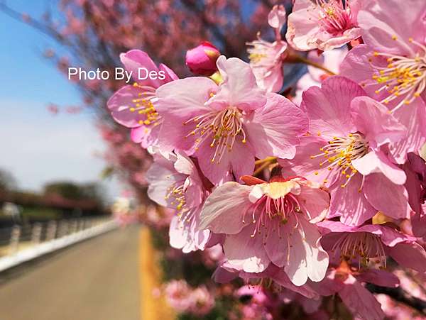 遊記 日本 愛知縣 渥美半島 免々田川の河津桜 愛知縣最早盛開的櫻花 R瑋哥做麼个 Des Lu 痞客邦