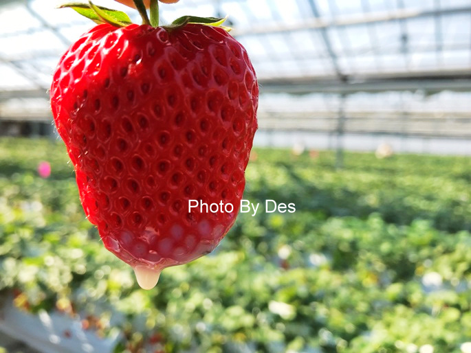 Strawberry_01.JPG Strawberry_01.JPG
