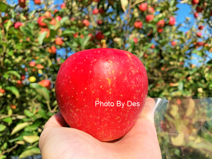 apple_01.JPG apple_01.JPG