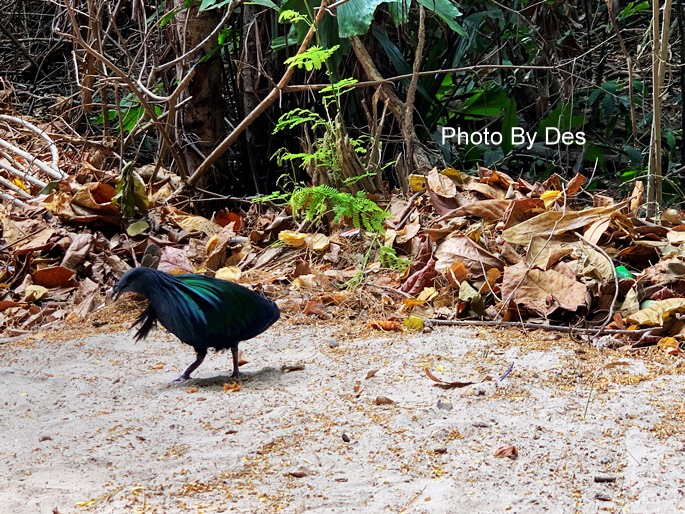 similan_65.JPG