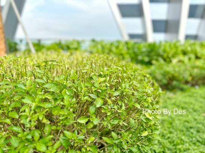 CapitSpring_16.JPG CapitSpring_16.JPG