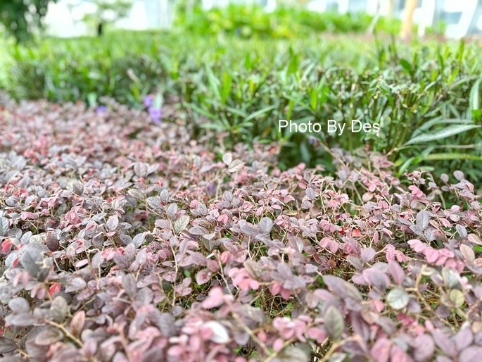 CapitSpring_17.JPG CapitSpring_17.JPG