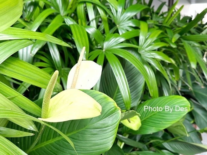 CapitSpring_18.JPG CapitSpring_18.JPG