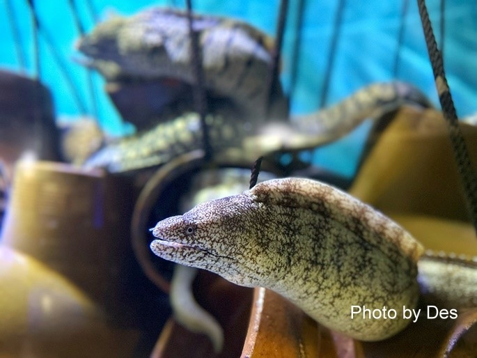 【遊記】日本．名古屋／蒲郡．近郊蒲郡半日遊(竹島水族館、八百